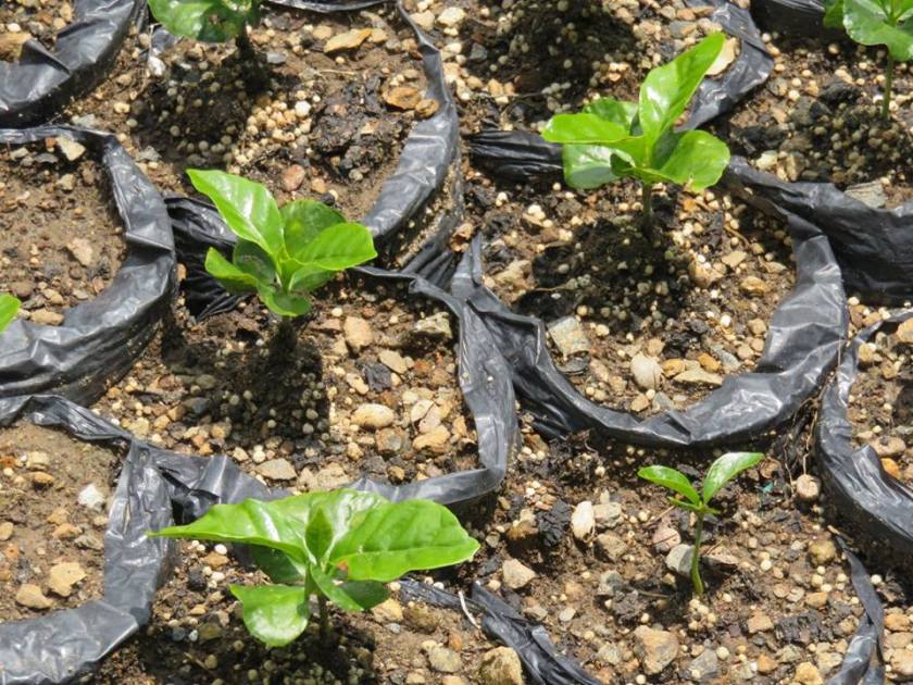 14642029_10157522268820262_8150422294198330640_n