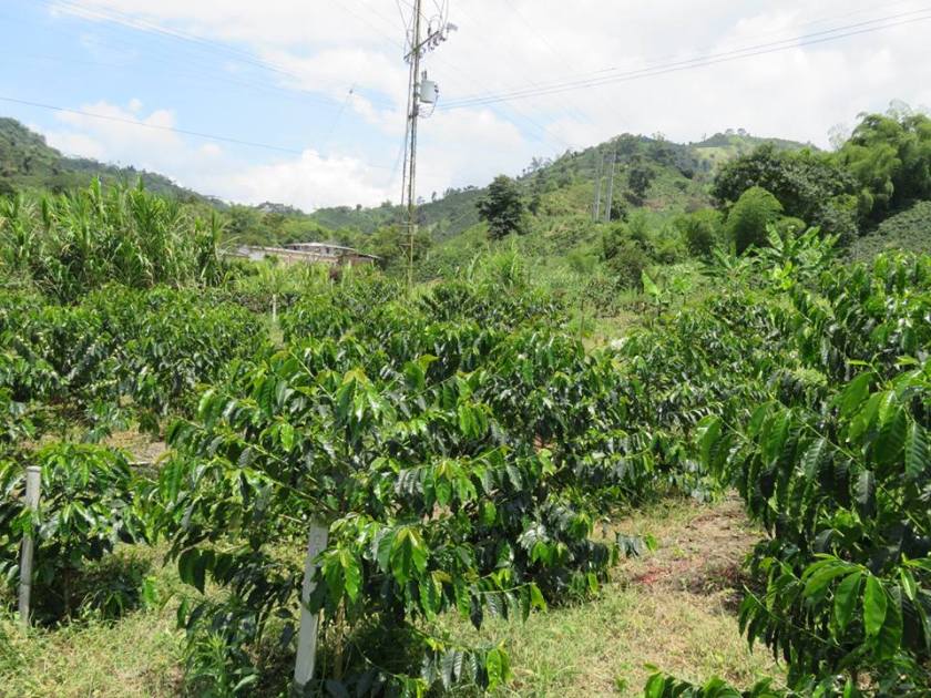 14642343_10157522265030262_5816986866725143352_n