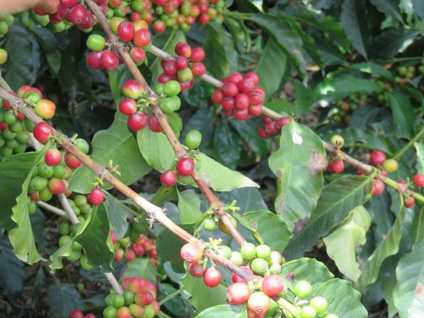 14691066_10157522266565262_1971029569822532956_n