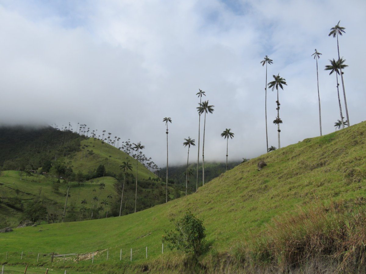 Valle del Cocora