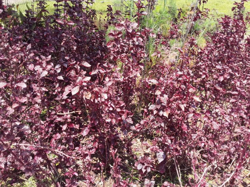 PHOTO-2020-01-13-18-11-06