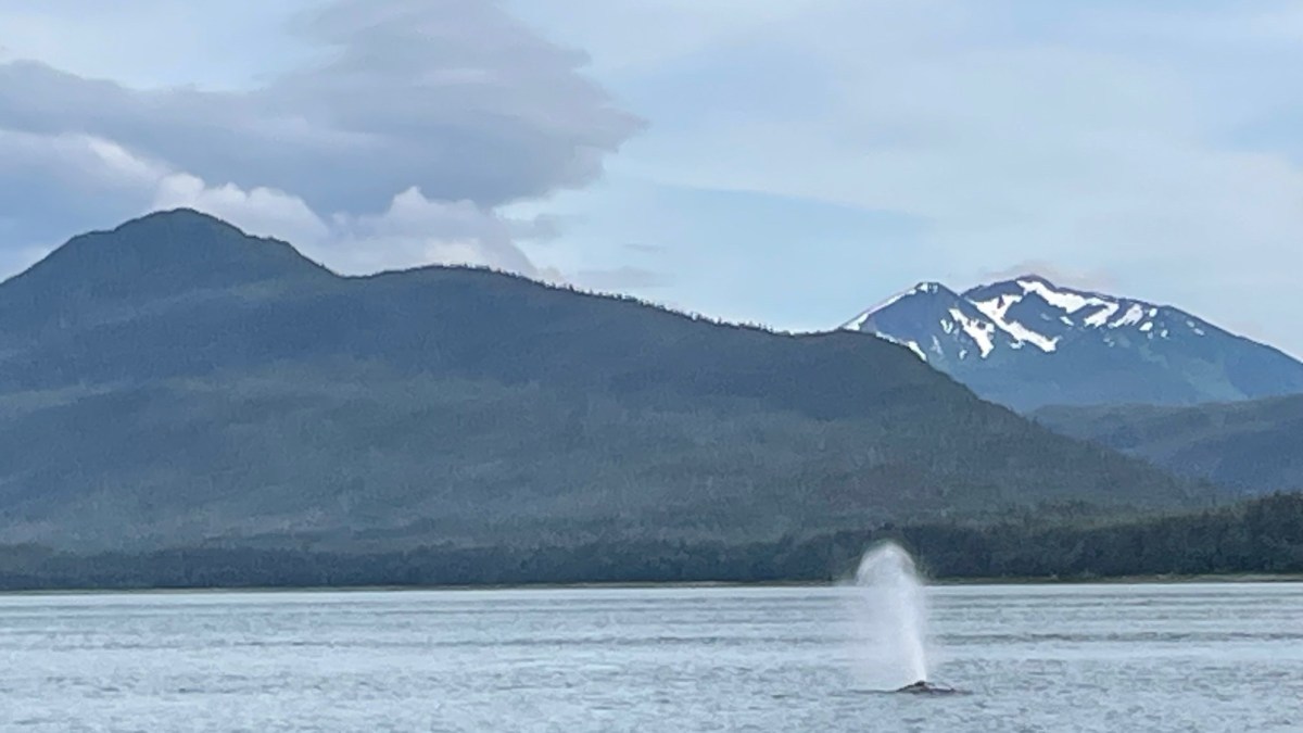 Gone Whale Watching in Auke&nbsp;Bay