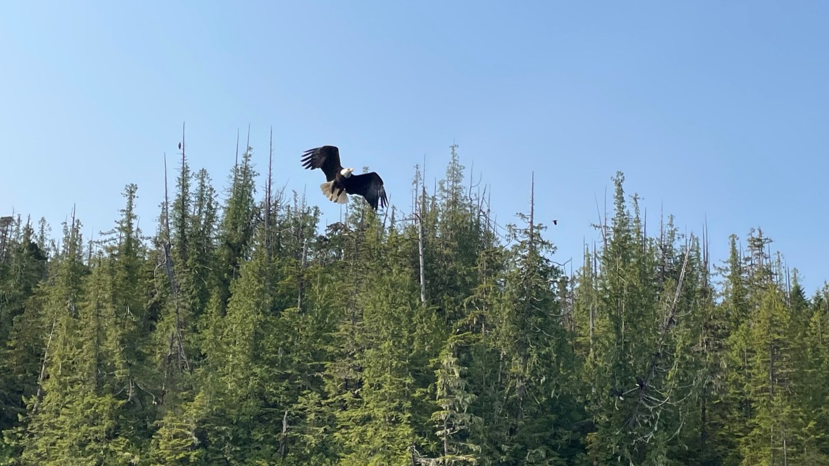 Bald Eagles Taking Flight in&nbsp;Alaska