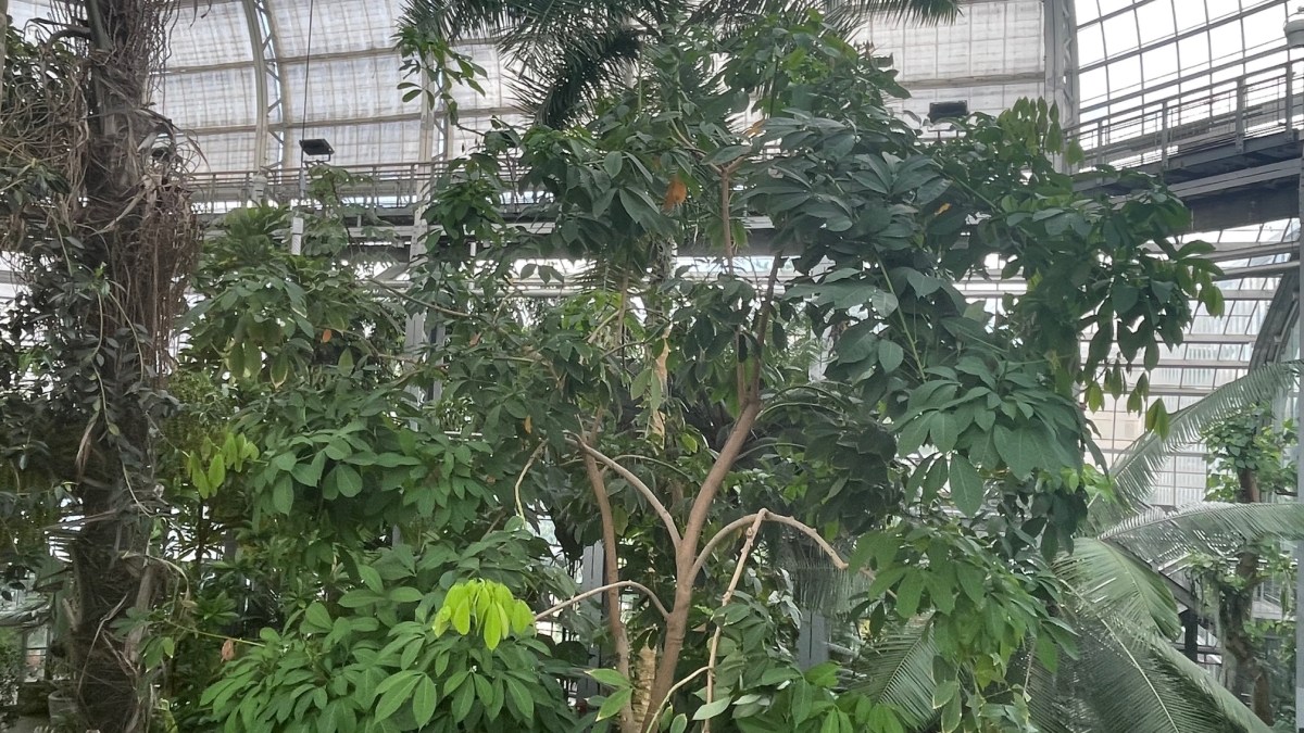 United States Botanic&nbsp;Garden