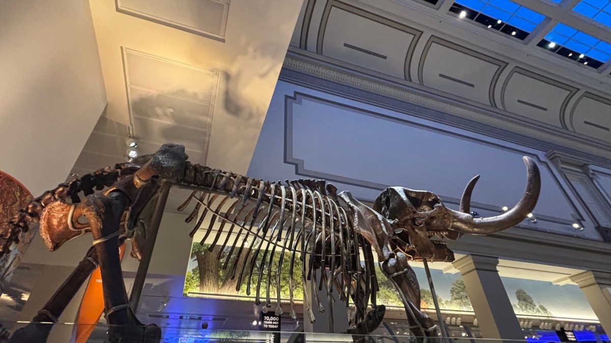 Night at the&nbsp;Museum