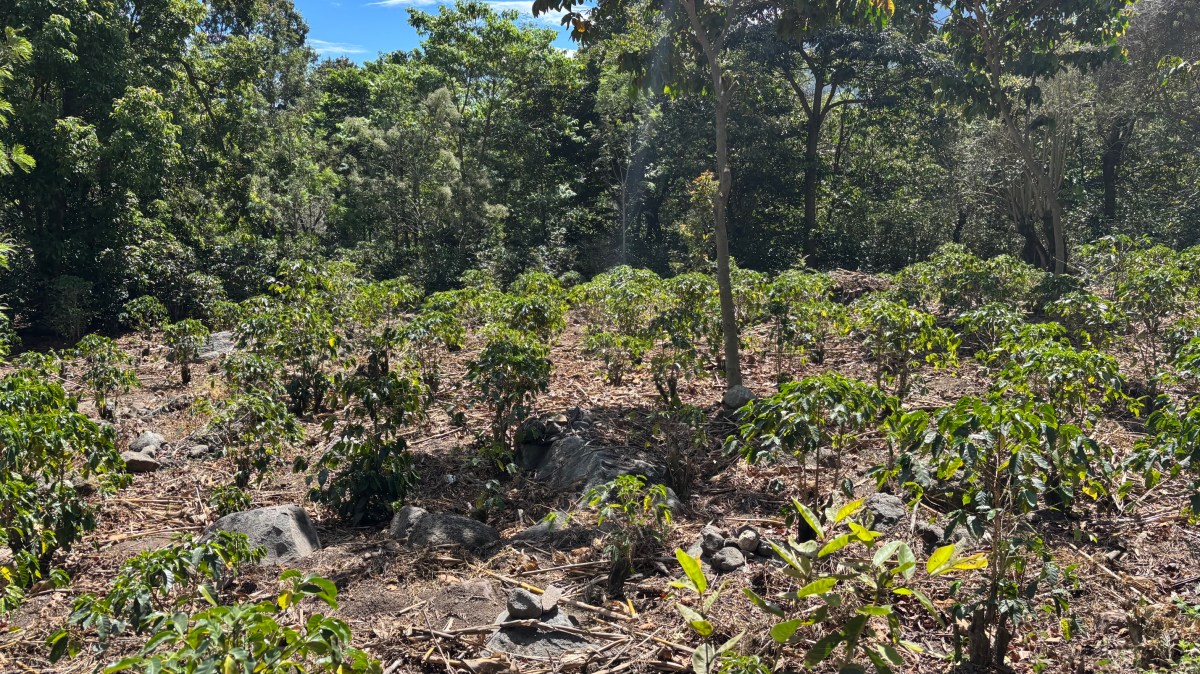 Coffee Farm Visit in San Pedro La&nbsp;Laguna